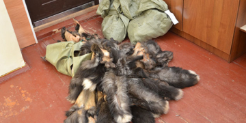 Викрав із звіроферми хутра на чверть мільйона гривень