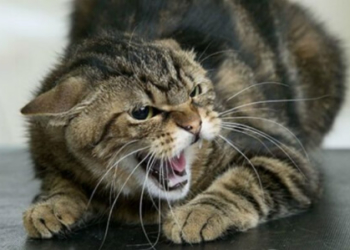 У Лановецькому районі кіт погриз обличчя мертвому господарю