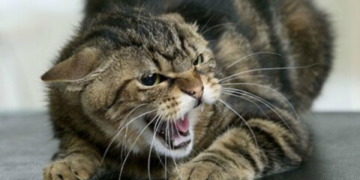 У Лановецькому районі кіт погриз обличчя мертвому господарю