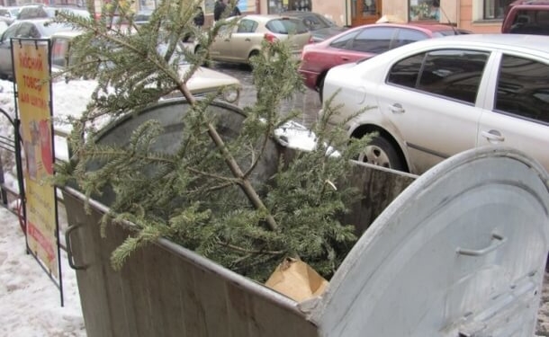 Сухі ялинки не можна викидати у контейнери для сміття