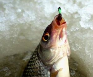 XIII Чемпіонат світу з риболовлі на мормишку стартував на Тернопіллі