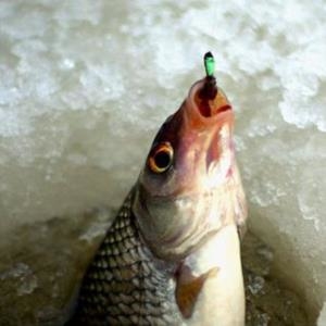 XIII Чемпіонат світу з риболовлі на мормишку стартував на Тернопіллі