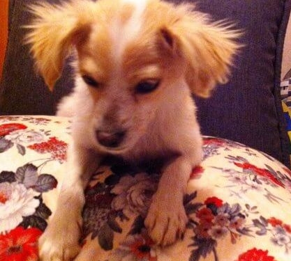 У Тернополі знайшли цуценя, якого … споювали алкоголем (фото)