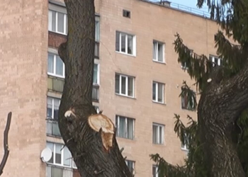 Обрізка дерев до стовбурів їм лише на користь, – еколог