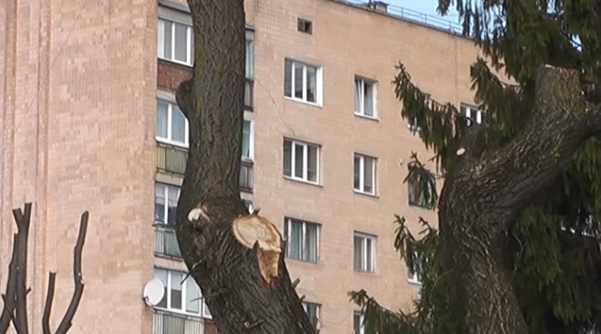 Обрізка дерев до стовбурів їм лише на користь, – еколог