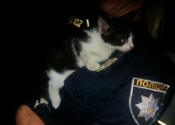 Патрульні Тернополя вже рятують котиків (фотофакт)