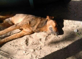 У Тернополі отруїли собаку… за 10 метрів від церкви (фото)