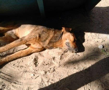 У Тернополі отруїли собаку… за 10 метрів від церкви (фото)