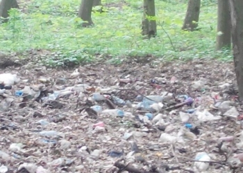 Якими свиньми шокований мер міста на Тернопільщині? (фото)