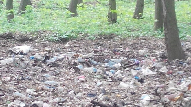 Якими свиньми шокований мер міста на Тернопільщині? (фото)