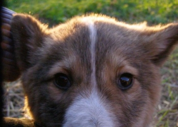 На Тернопільщині знайшли Хатіко (фото)