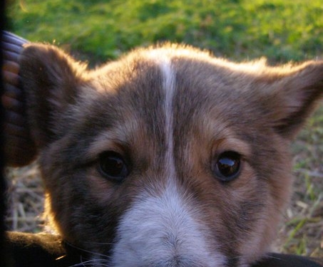 На Тернопільщині знайшли Хатіко (фото)