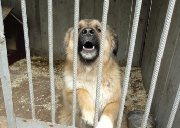 Красивий кавказець у Тернополі шукає прихистку (фото)