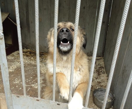 Красивий кавказець у Тернополі шукає прихистку (фото)