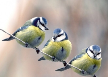 1 квітня – Міжнародний день птахів