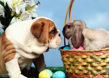 Тернополяни можуть долучитися до гарної передпасхальної традиції