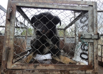 Щасливий порятунок: у Тернополі із глибокої ями визволяли собаку (фото)