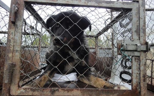 Щасливий порятунок: у Тернополі із глибокої ями визволяли собаку (фото)