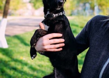 На Тернопільщині посеред поля знайшли собаку, яку покинув злий господар