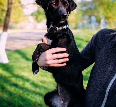 На Тернопільщині посеред поля знайшли собаку, яку покинув злий господар