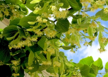 Що відповіла тернополянці відома цілителька