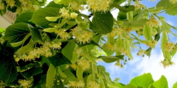 Що відповіла тернополянці відома цілителька