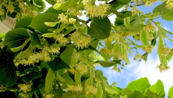 Що відповіла тернополянці відома цілителька