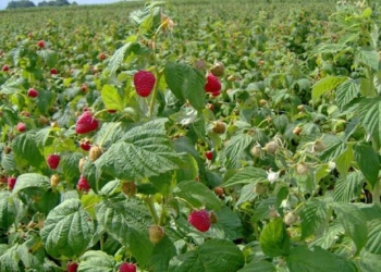На Тернопільщині завелися метикуваті злодії