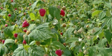 На Тернопільщині завелися метикуваті злодії