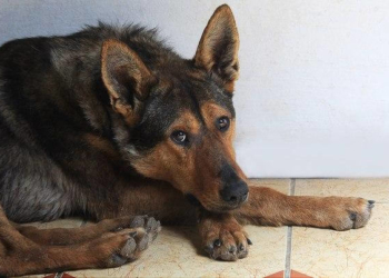 У Тернополі школяр безжально відгамселив бродячу собаку, яка спала