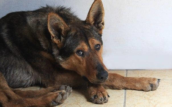 У Тернополі школяр безжально відгамселив бродячу собаку, яка спала