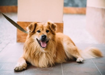 Він був такий побитий, що ледь тримався…, – як у Тернополі рятували чуже життя