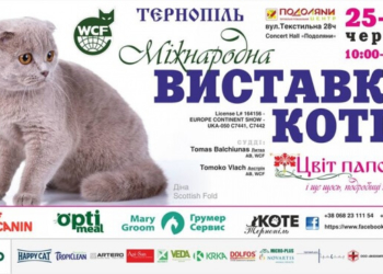 Тернополянам покажуть дорогих та породистих котів