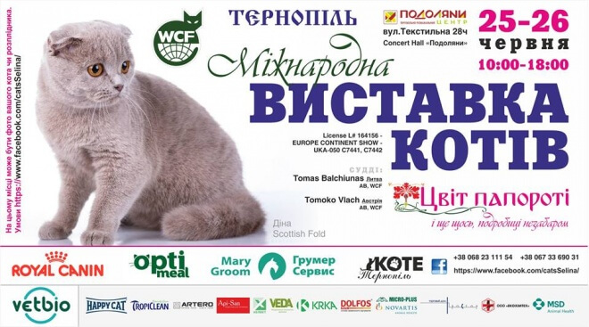 Тернополянам покажуть дорогих та породистих котів