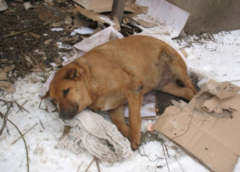 Що трапилося із собакою Кулькою, яку знає весь Тернопіль?