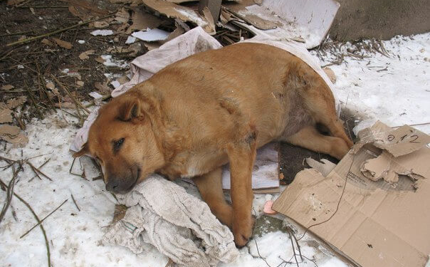 Що трапилося із собакою Кулькою, яку знає весь Тернопіль?