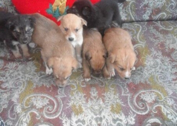 У Тернополі незвичний бебі-бум