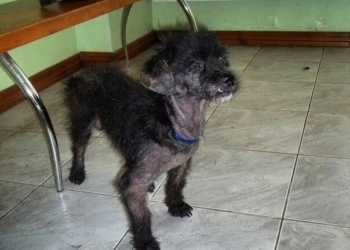 У Тернополі знайшли собаку у жалюгідному стані – практично без шерсті (фото)