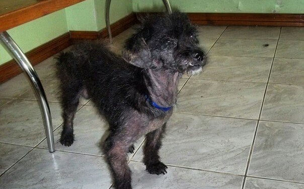 У Тернополі знайшли собаку у жалюгідному стані – практично без шерсті (фото)