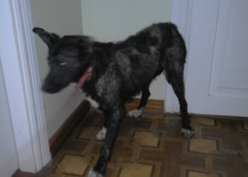 У Тернополі зловили “чупакабру”?