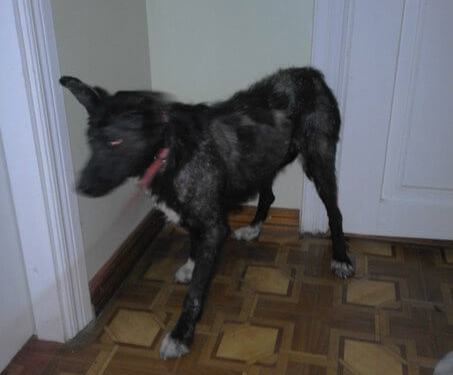 У Тернополі зловили “чупакабру”?