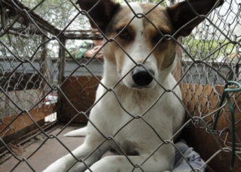 Благодійники у Тернополі просять допомогти у зборі коштів