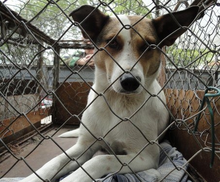 Благодійники у Тернополі просять допомогти у зборі коштів