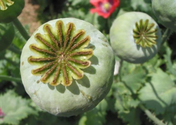 За що у наступні чотири місяці жорстоко каратимуть жителів Тернопільщини?