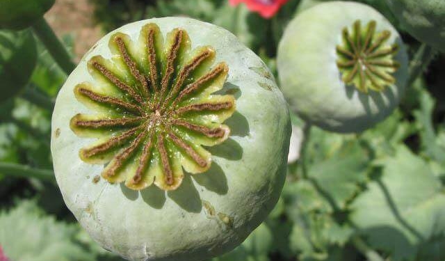 За що у наступні чотири місяці жорстоко каратимуть жителів Тернопільщини?