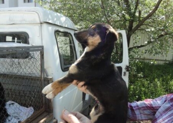 У Тернополі знайшли собаку без одного ока