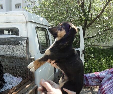 У Тернополі знайшли собаку без одного ока