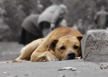 Жах! У Тернополі водій іномарки цинічно задавив собаку (відео)