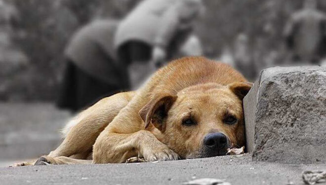 Жах! У Тернополі водій іномарки цинічно задавив собаку (відео)