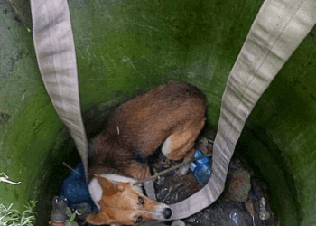 Як на Тернопільщині визволяли беззахисного з пастки